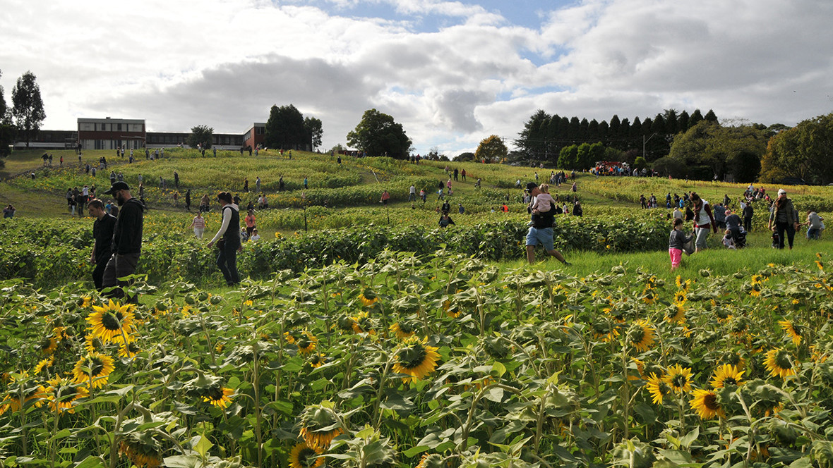 Get Sunflowered! First Steps in the in Regional Revitalisation Program in Latrobe, Australia
