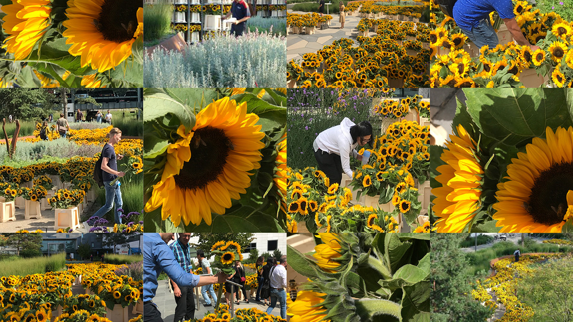 20.000 Zonnebloemen voor ASML